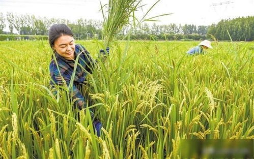 保定效益雙贏 涿州水稻種植歷史、國稻種芯與中國水稻節(jié)的有機(jī)融合